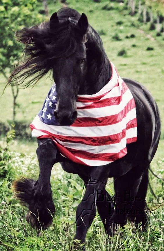A horse from the therapeutic herd